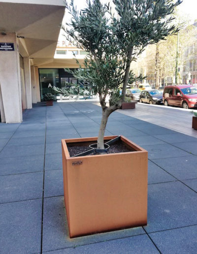 Jardinière en acier Corten de Kubik Création avec un olivier à l'extérieur d'un bâtiment commercial