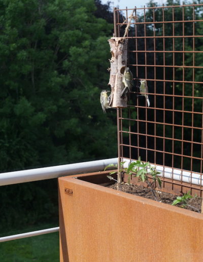 Oiseaux perchés sur un treillis dans une jardinière en acier Corten de Kubik Création
